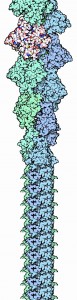 F-actin filament