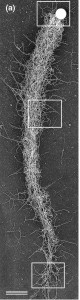 Polystyrene Bead being pushed by Actin
