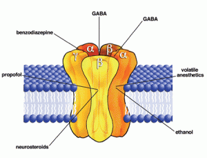 Pentameric GABA Receptor <br>Image credit: US National Institutes of Health
